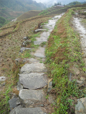田圃と田圃の間にできた道です