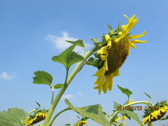 柳州地区の武宣