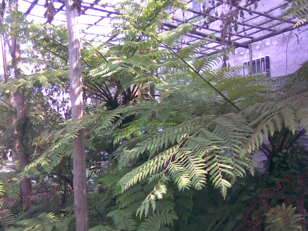 庭に恐竜時期の植物
