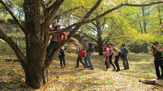 紅葉する木は黄色くて