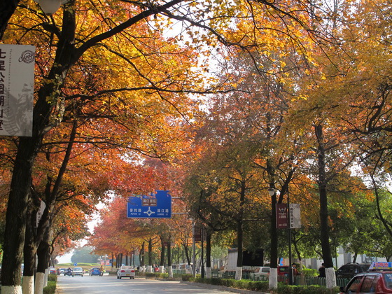 「三里店大円盤」辺りの綺麗な紅葉