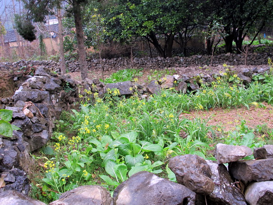 毛沢東は見えましたか