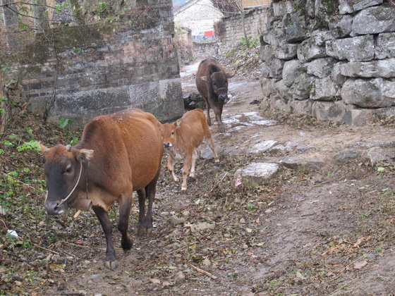 「老井」もあります