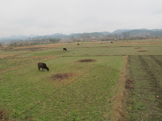 文化大革命のスローガンと毛沢東の語録.桂林