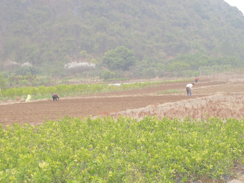 苗木を育てるための挿し木.遇龍河