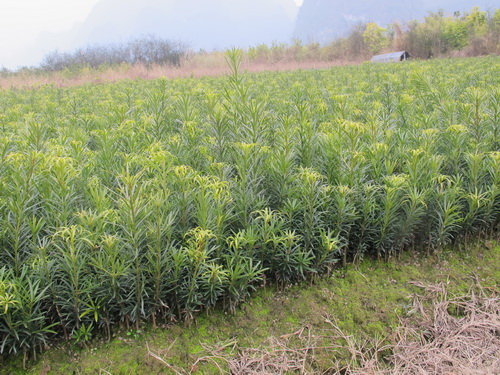 野良仕事をしていた農家の人.桂林旅行