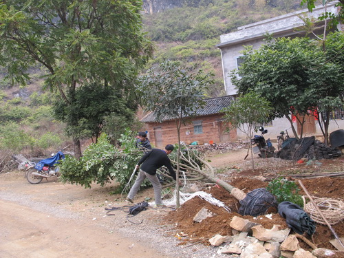 苗木を栽培.桂林旅行