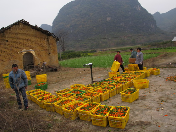 庭木の果物の木を掘って売ります.桂林旅行