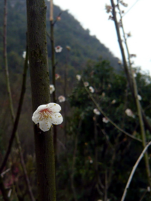 植物の「緑萼梅.桂林旅行