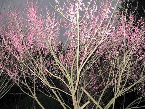 夜明け前の梅林.桂林観光