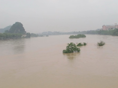 桂林中洲の木が水に浸かられ