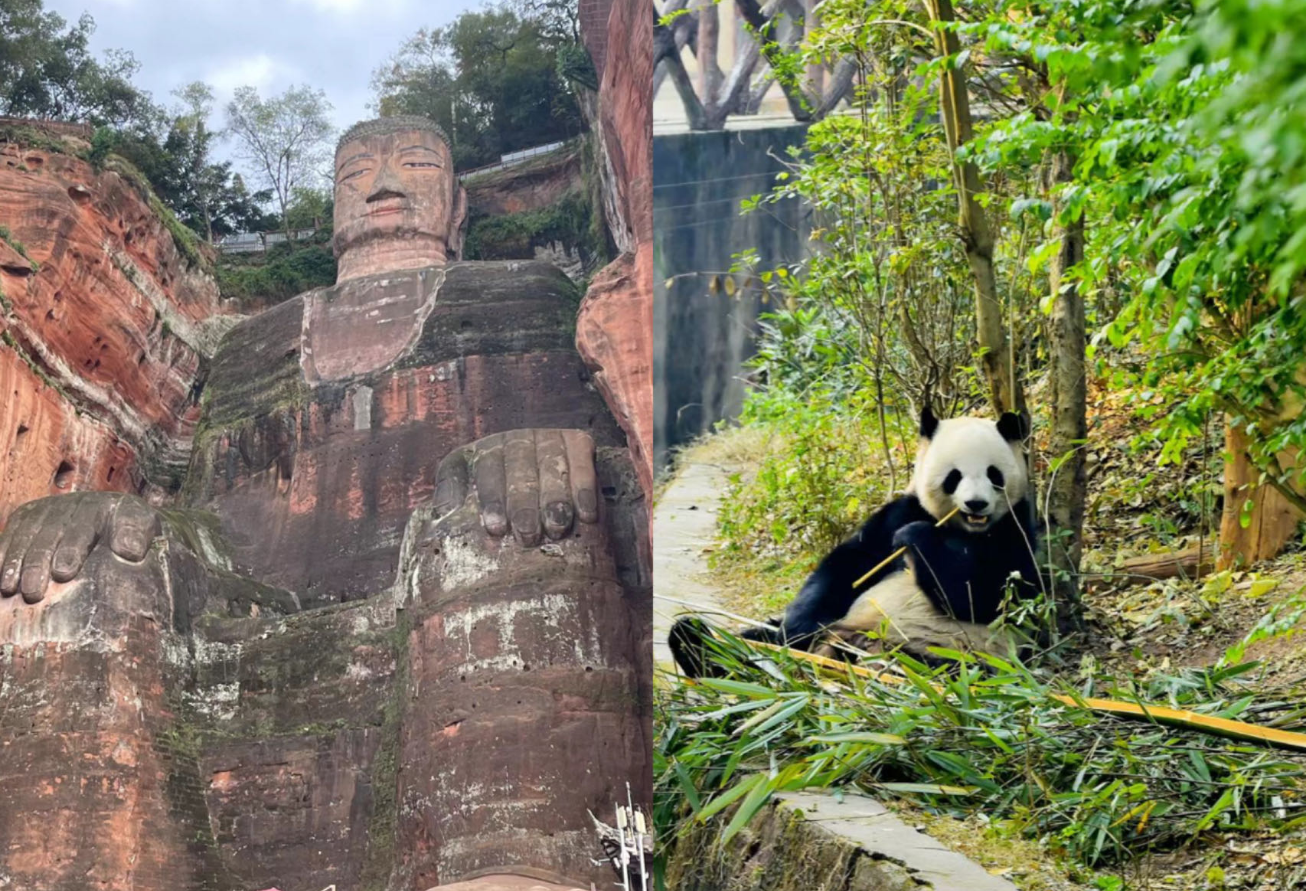 効率良く回る 成都パンダ基地+世界遺産「楽山大仏」1日観光