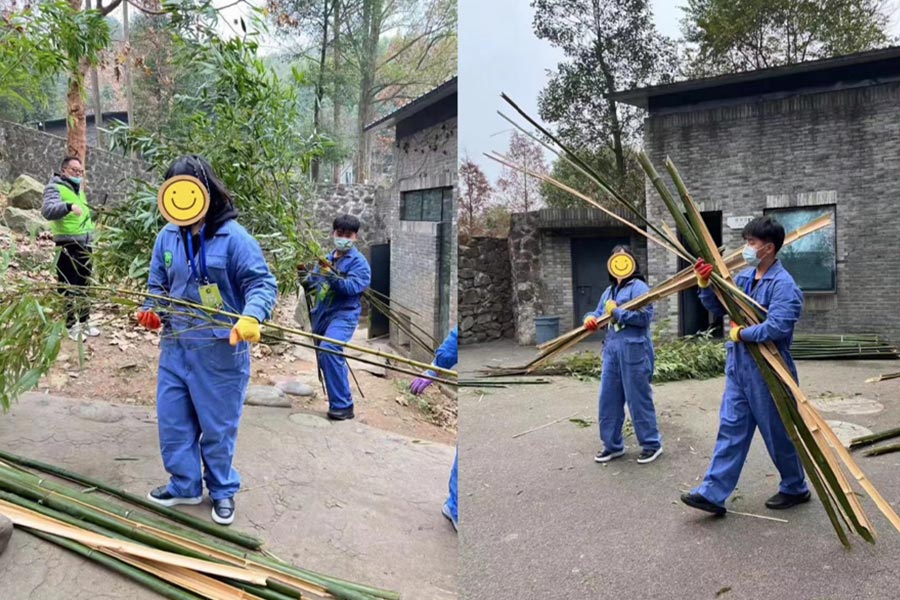 可愛いパンダと近く触れ合う、パンダボランティアを体験～