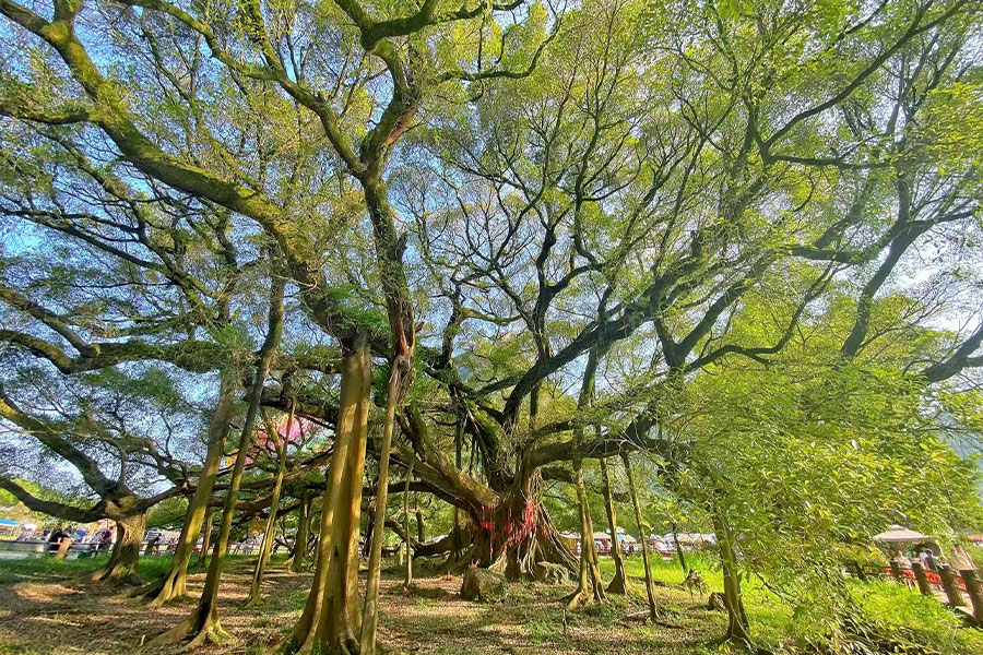 陽朔日帰り観光