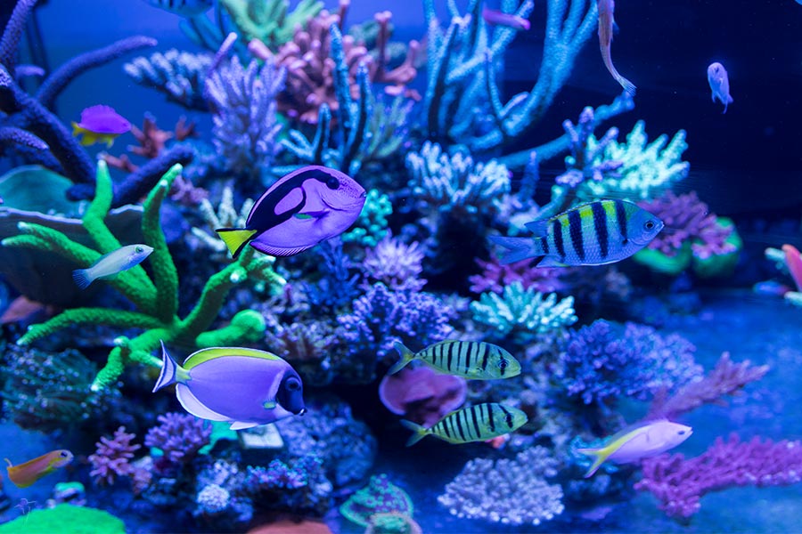 海底散歩のコース