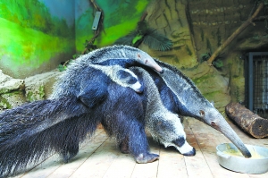 南アメリカアリクイ