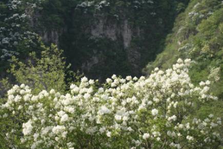 五指山に咲き誇っている花