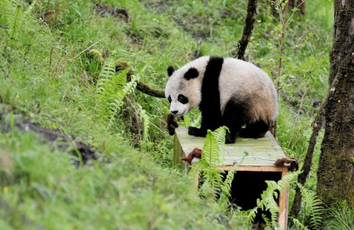 「淘淘」と「草草」