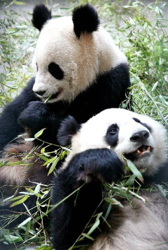 パンダ姉妹「朶朶」と「翠翠」