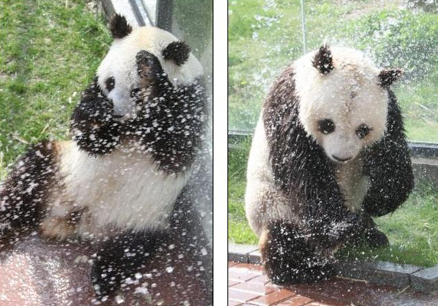 最初「華奥」は少し抵抗していた